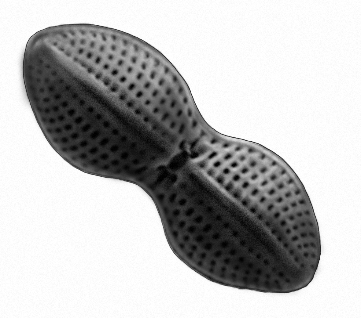 Dictyocha speculum